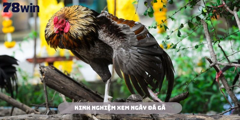 Học hỏi những kinh nghiệm xem ngày đá gà từ chuyên gia 78Win